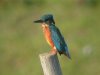 Kingfisher at Fleet Head (Steve Arlow) (55200 bytes) Kingfisher at Fleet Head (Steve Arlow) (55200 bytes)